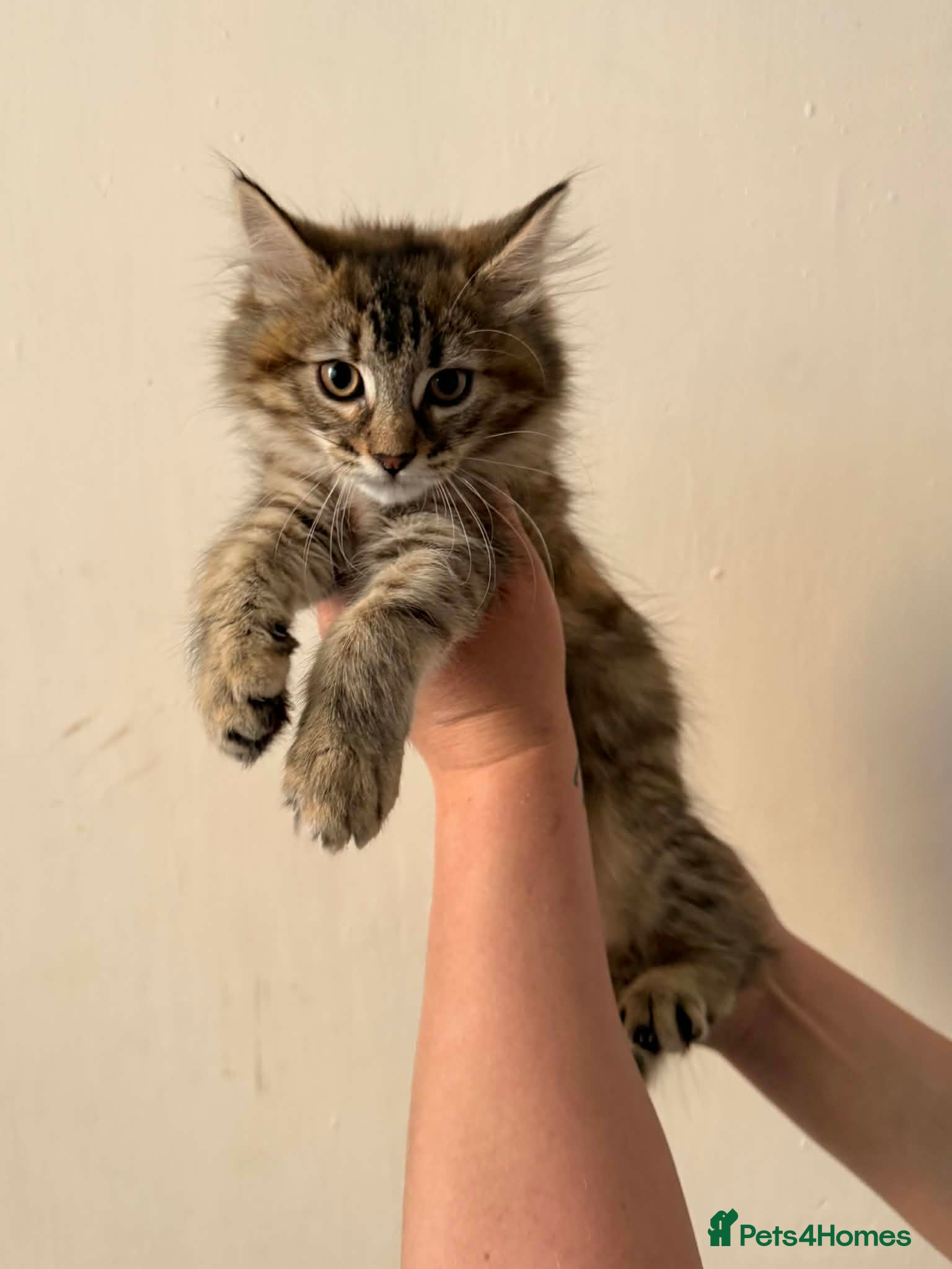 Maine Coon cats Maine Coon Kittens  - Advert 16