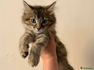 Maine Coon cats Maine Coon Kittens - Advert 16