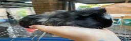 Guinea Pig rodents for sale: Beautiful Male guniea pig available now - Advert 3