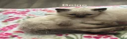 Ragdoll cats for sale: Ragdoll Kittens, Ready Now - Advert 32