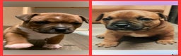 Staffordshire Bull Terrier dogs for stud: Red Staffordshire Bull Terrier Stud in Wolverhampton - Advert 11