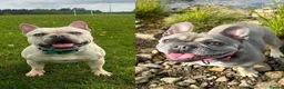 French Bulldog dogs for sale: French bulldog puppies  - Advert 1