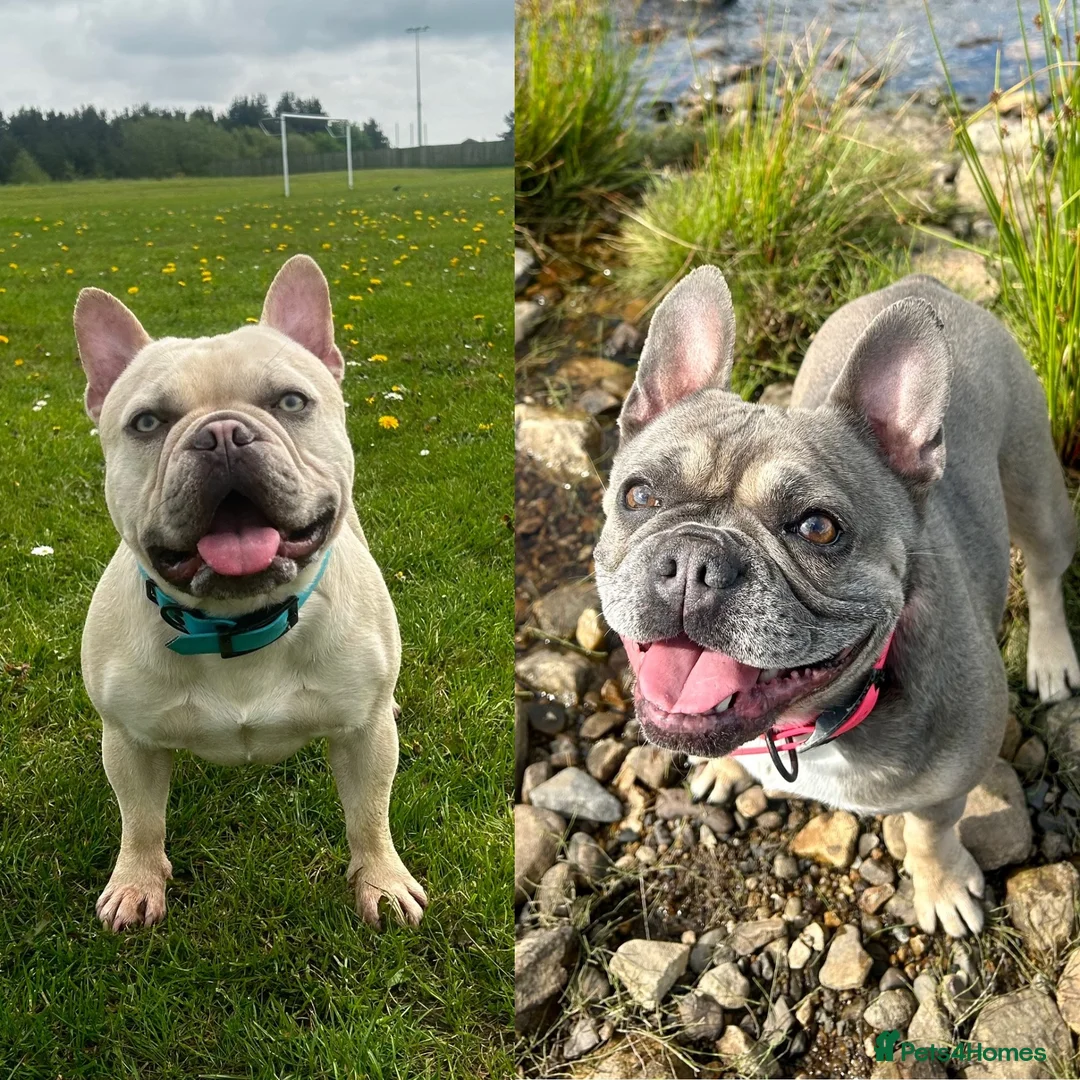 French Bulldog dogs for sale: French bulldog puppies  - Advert 1