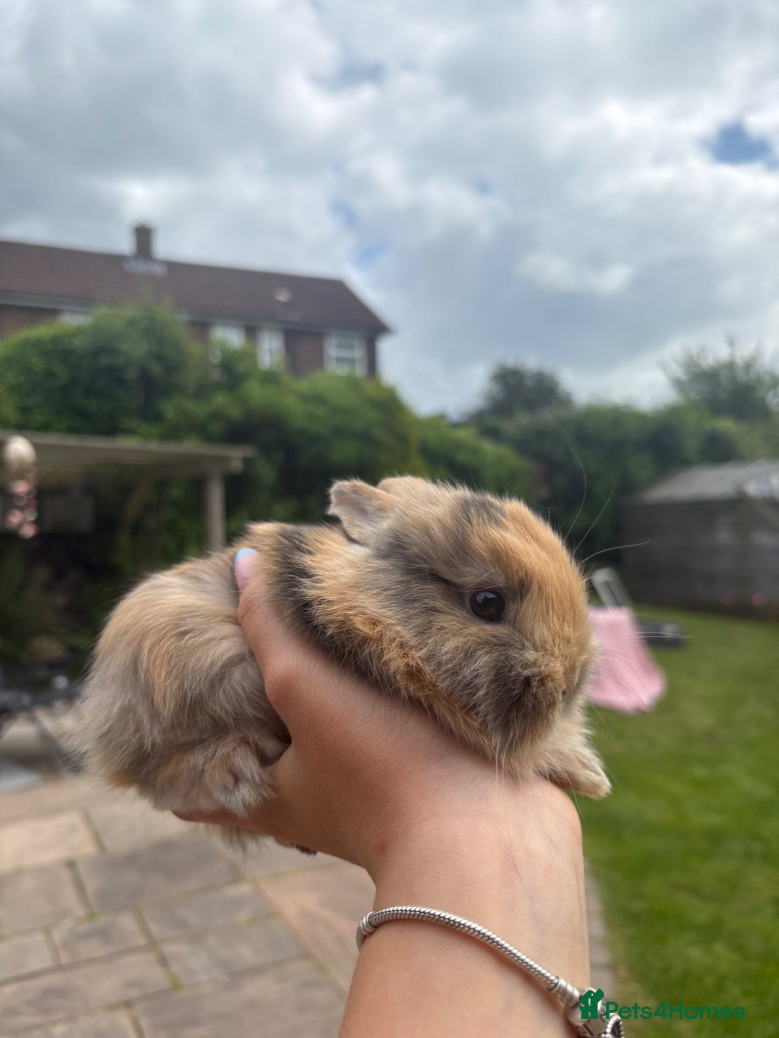Lionhead rabbits for sale: Dwarf Lionhead Bunnies in Macclesfield - Advert 1