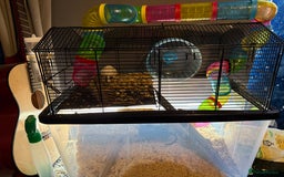 Gerbil rodents for sale: 4 gerbils with big cage  - Image 1