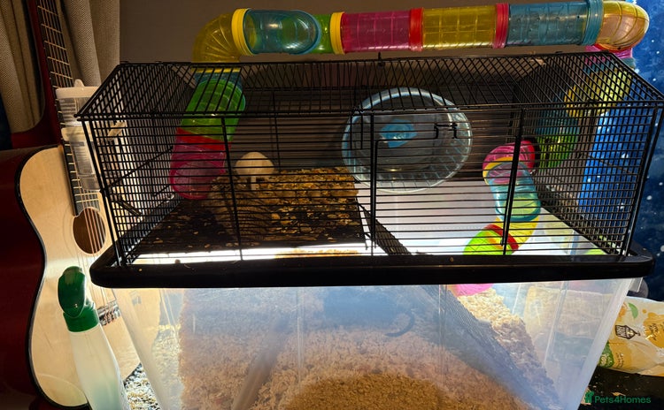 Gerbil rodents - Advert 1