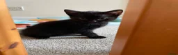 Mixed Breed cats for sale: 7 Kittens for Sale  in Marlow - Advert 8