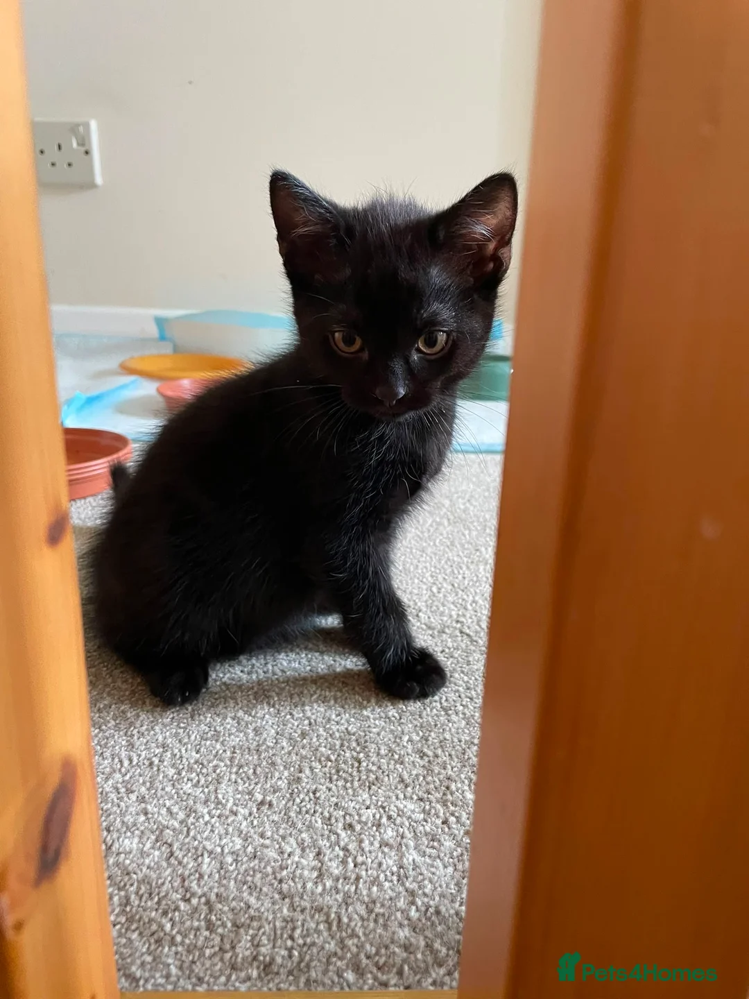 Mixed Breed cats for sale: 7 Kittens for Sale  in Marlow - Advert 8