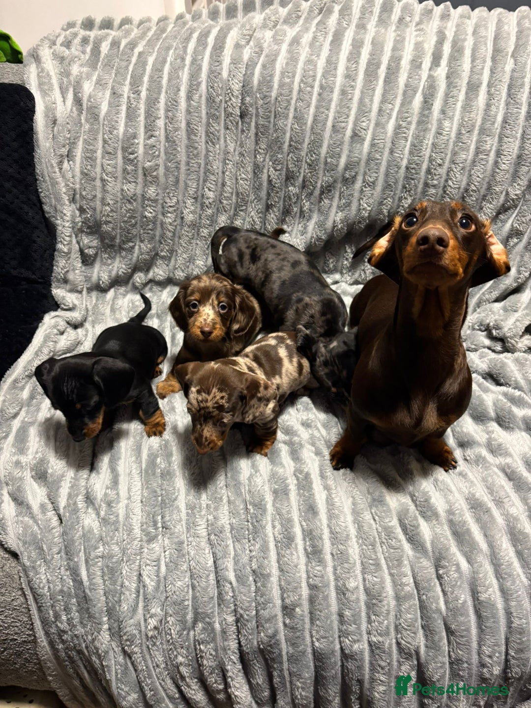 Miniature Dachshund dogs for sale: Miniature Dachshund Puppies for Sale!💙🩷 - Image 4
