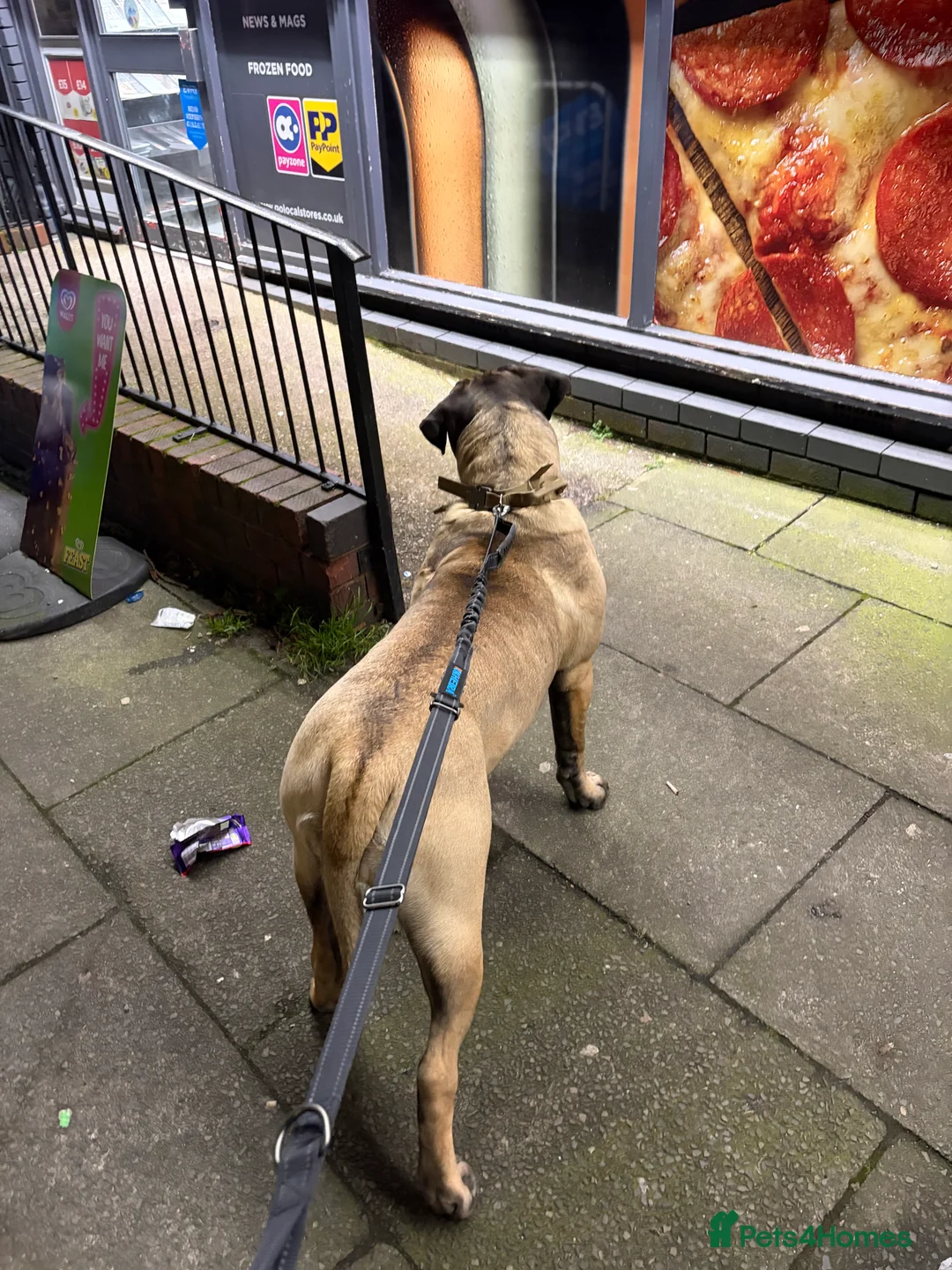 Presa Canario dogs for sale: 9 month old pure breed Presa canario  - Advert 3