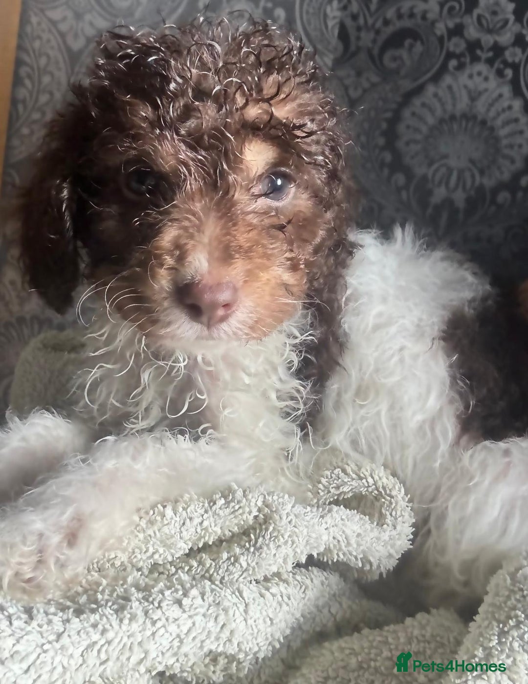 Cockapoo dogs for sale: 2 male cockapoo puppies  - Image 8