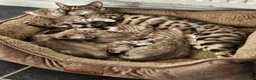 Bengal cats for sale: Snow mink bengals - Advert 17