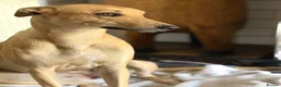 Mixed Breed dogs for sale: Female Lurcher 1 year old - Advert 3