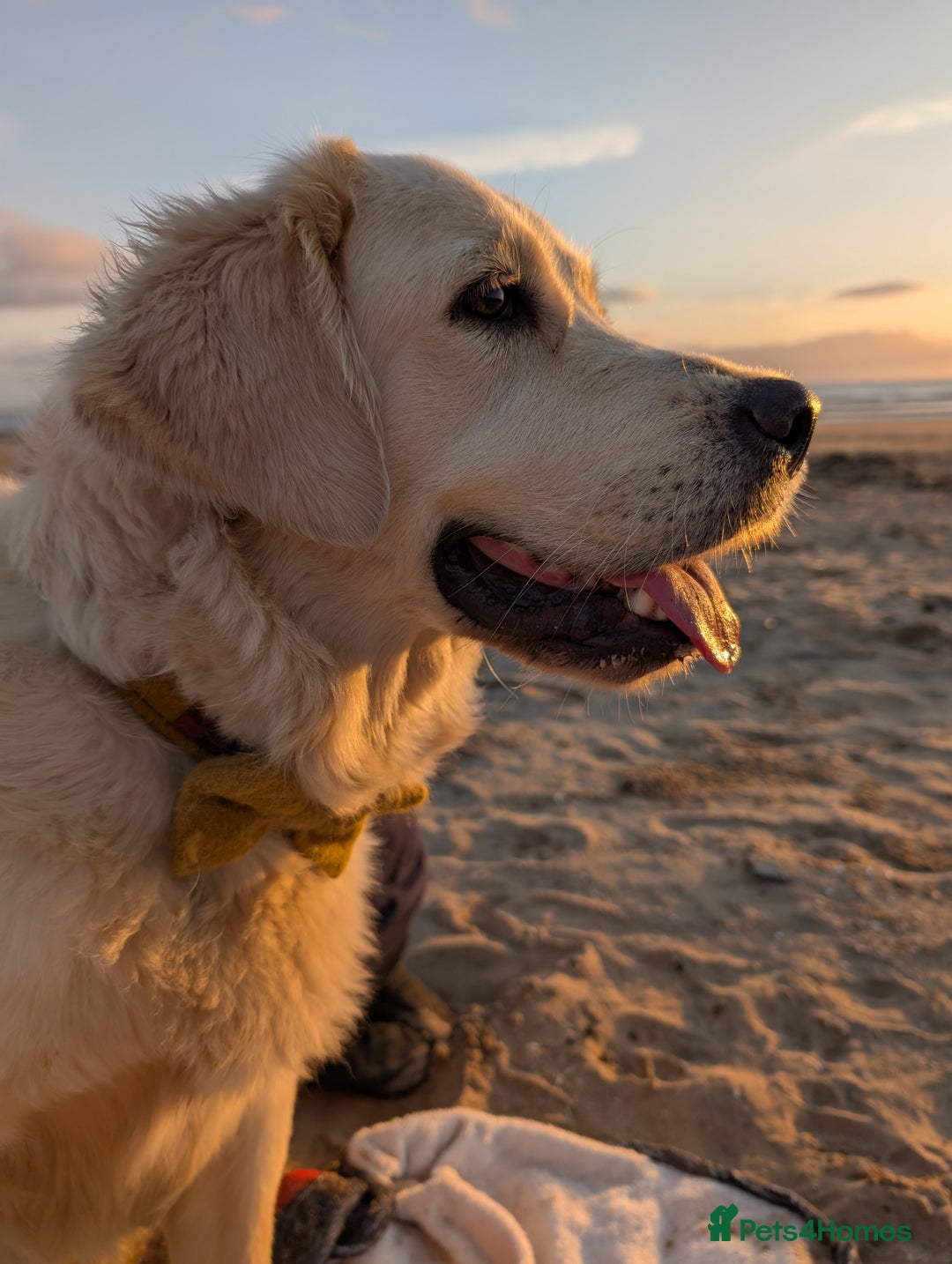 Golden Retriever dogs for sale: 1 year old golden retriever girl - Advert 3