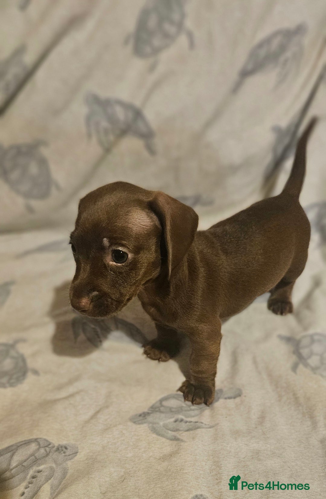 Miniature Dachshund dogs for sale: Adorable miniature dachshund girls - Advert 9