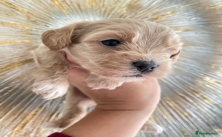 Maltipoo dogs - Advert 6