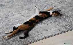 Mixed Breed cats for adoption: [Indoors Only] Mishu - Charming loving girl - Image 2