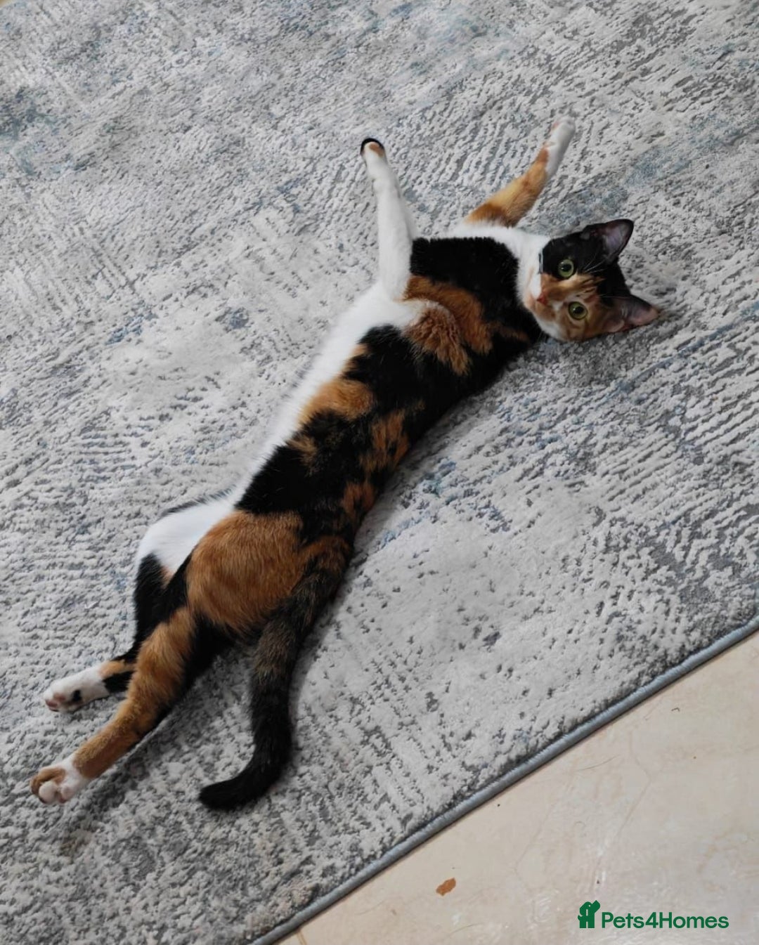 Mixed Breed cats for adoption: [Indoors Only] Mishu - Charming loving girl - Image 2