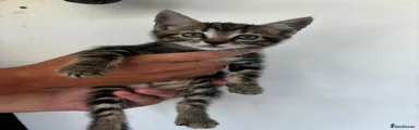 Tabby - Male