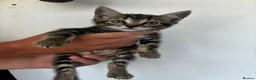 Mixed Breed cats for sale: 3 Kittens for sale in Eastbourne - Advert 3