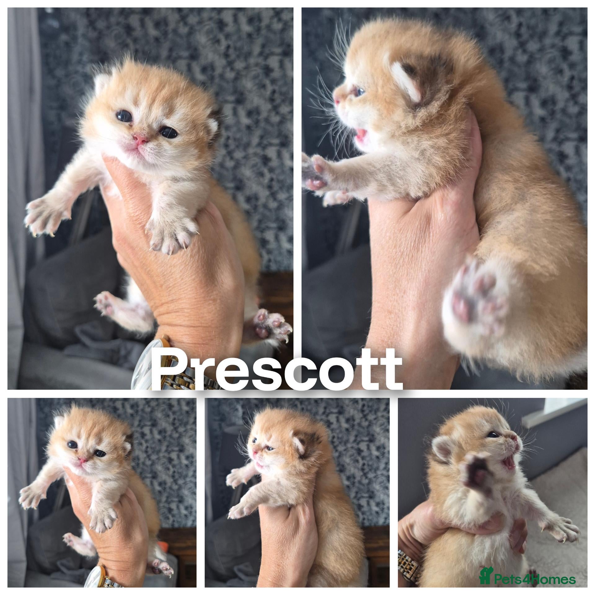 British Shorthair cats Registered Golden & Black tipped  - Advert 4