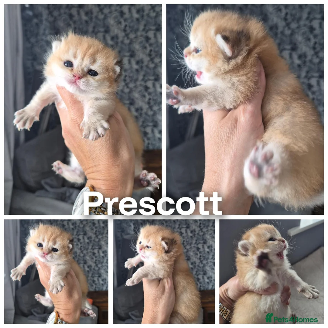 British Shorthair cats for sale: Registered Golden & Black tipped  - Advert 1