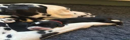 Mixed Breed dogs for sale: Cockermatian (Dalmatian x Working Cocker Spaniel) - Advert 27
