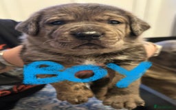 Mixed Breed dogs for sale: Rottie Corso for sale  - Image 10