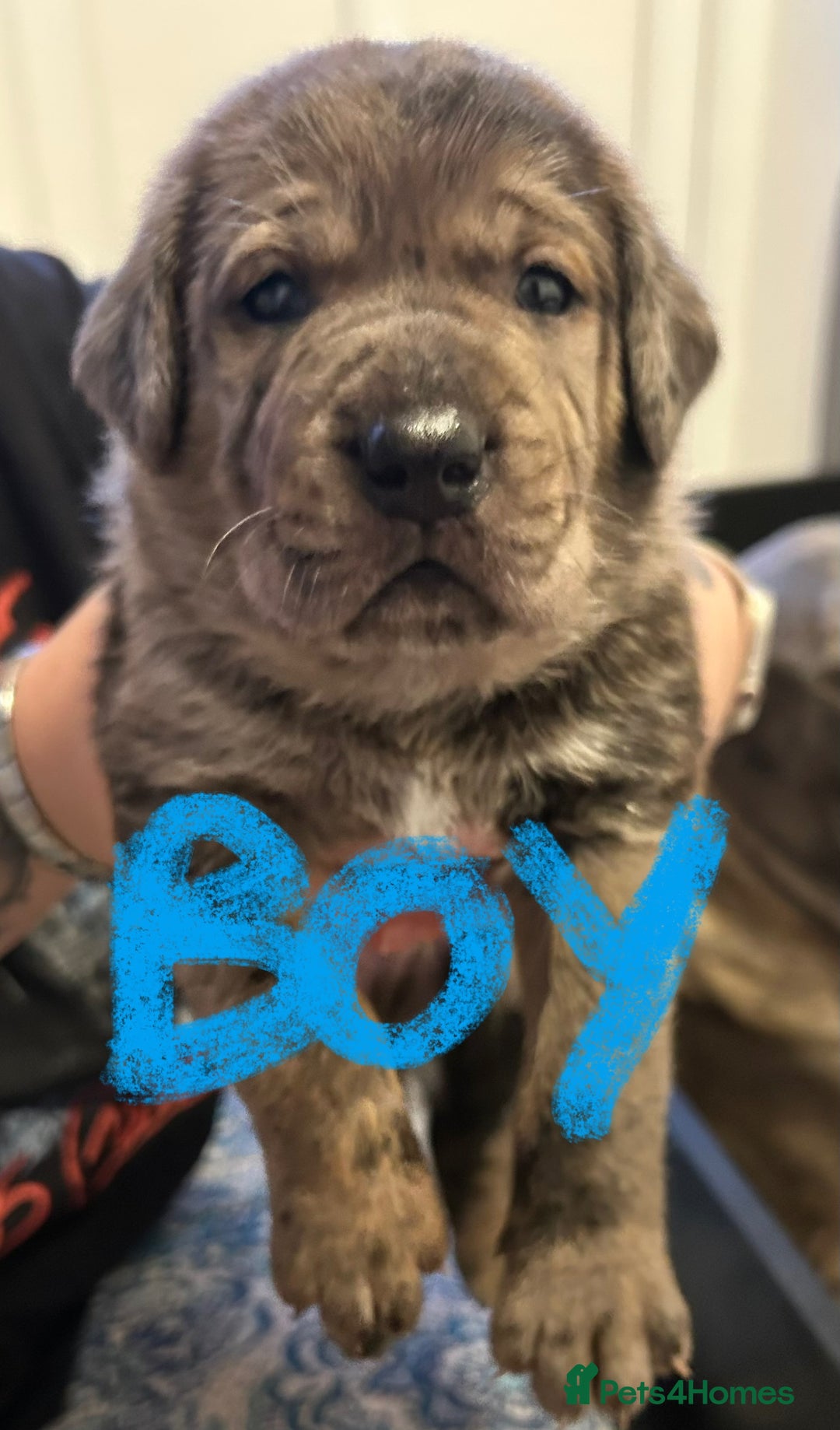 Mixed Breed dogs for sale: Rottie Corso for sale  - Image 10