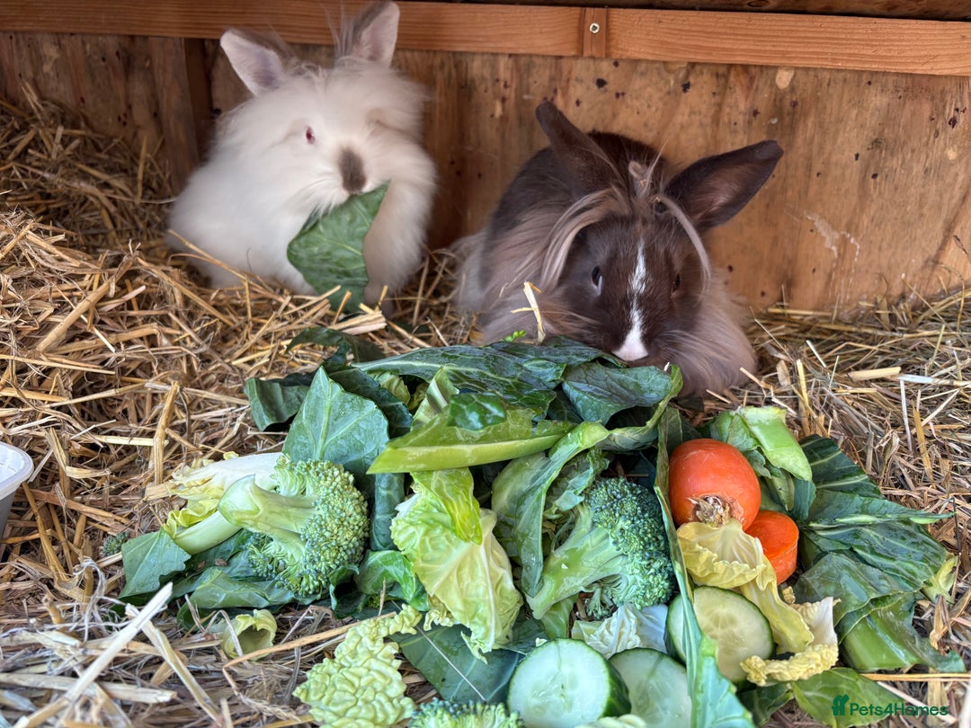 Lionhead rabbits for sale: Double maned lionhead babies  - Advert 11