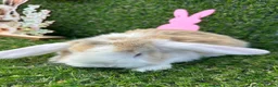 Mini Lop rabbits for sale: Mini lop babies for sale - Advert 2