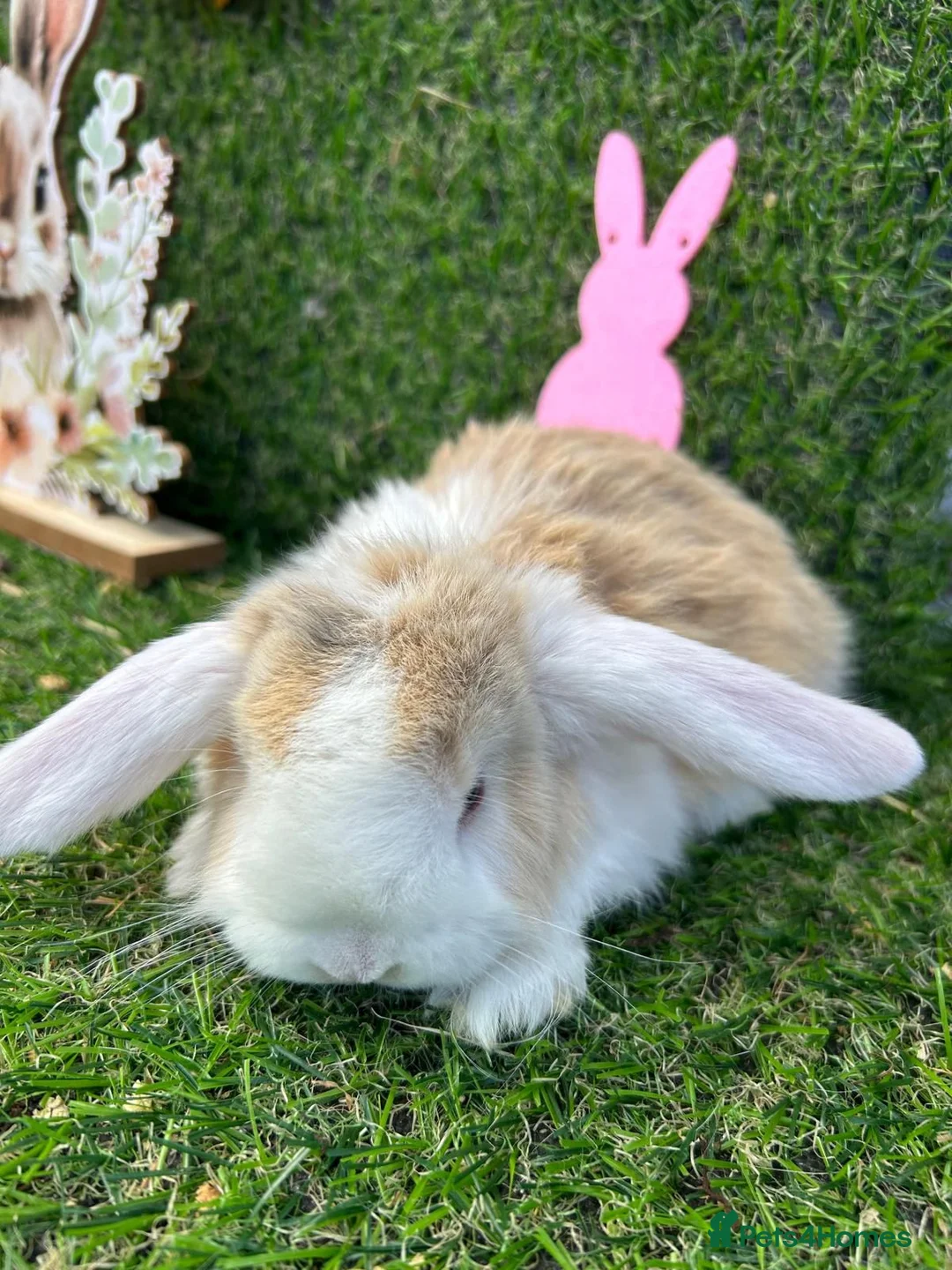 Mini Lop rabbits for sale: Mini lop babies for sale - Advert 2