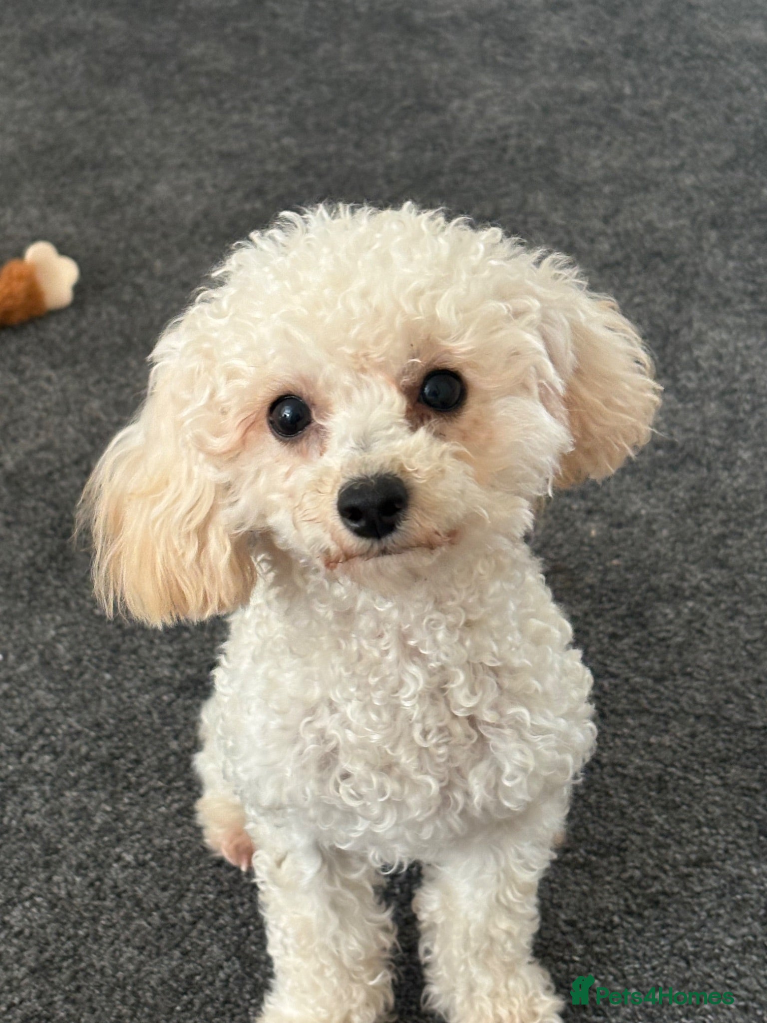 Cockapoo dogs 6 month old cockapoo puppy - Advert 3