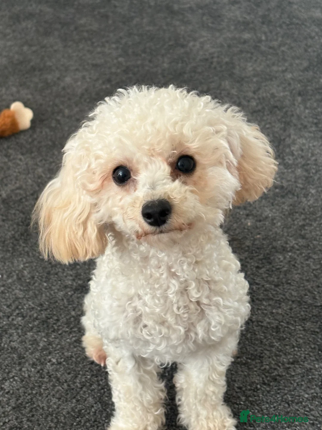 Cockapoo dogs for sale: 6 month old cockapoo puppy - Advert 1