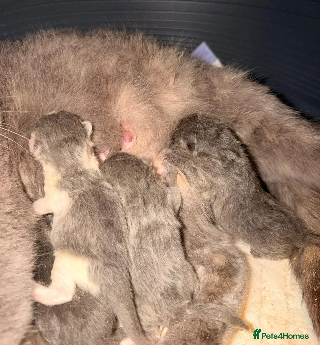 British Shorthair cats for sale: GCCF Registered chunky British Shorthair Kittens  - Advert 6