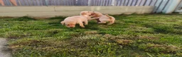 Labrador Retriever dogs for sale: Stunning, Well Bred Yellow Labrador Pups - Advert 4