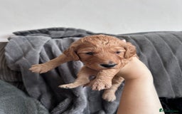 Cockapoo dogs for sale: Stunnning cockerpoos  - Image 4