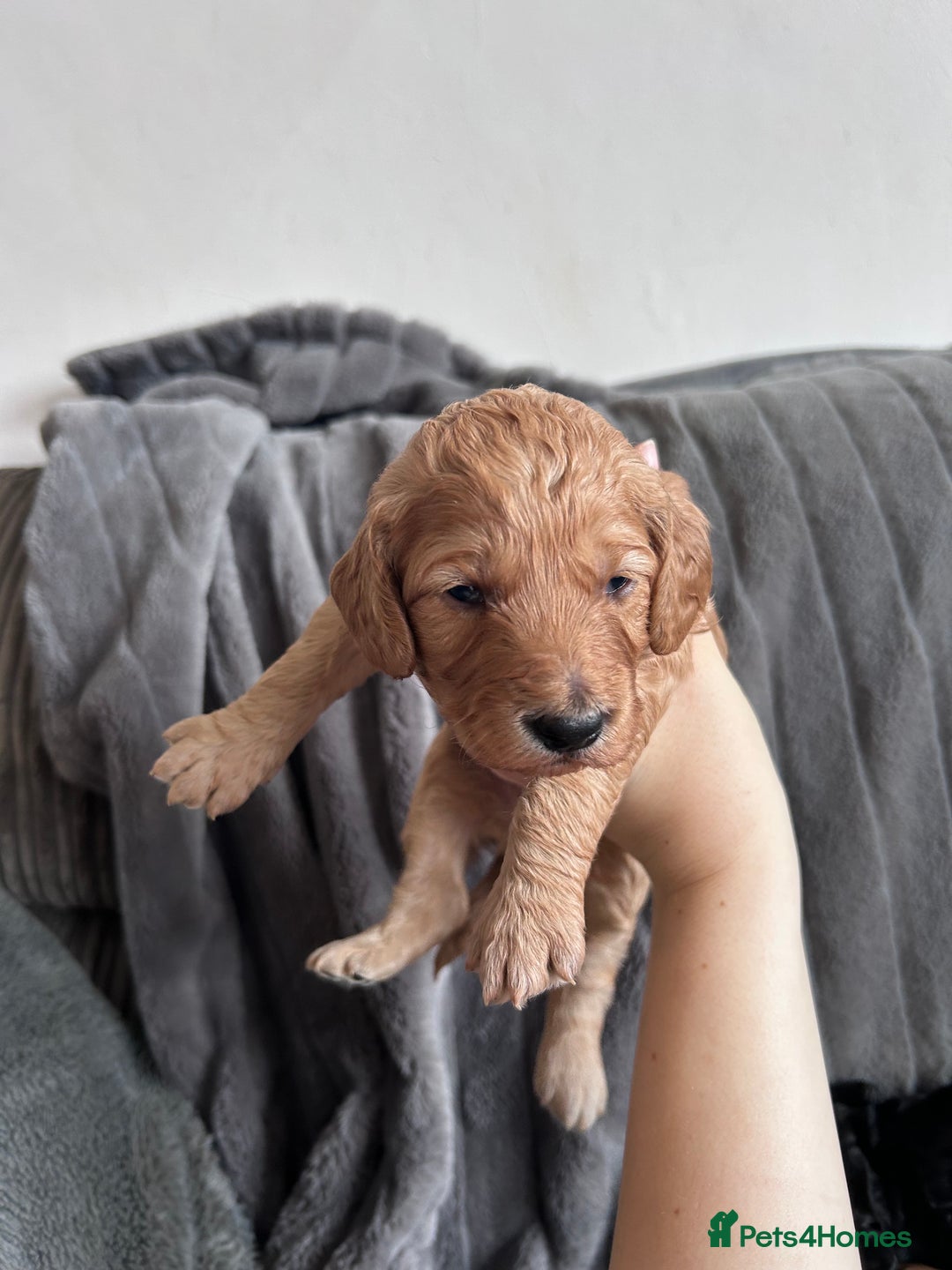 Cockapoo dogs for sale: Stunnning cockerpoos  - Image 4