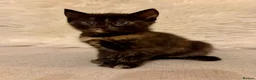 Mixed Breed cats for sale: 4 beautiful kittens in Stafford - Advert 20