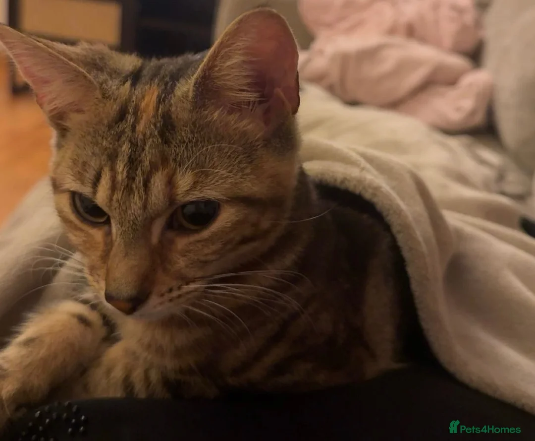 Mixed Breed cats for sale: Bambi – Female Kitten Looking for Forever Home - Advert 6
