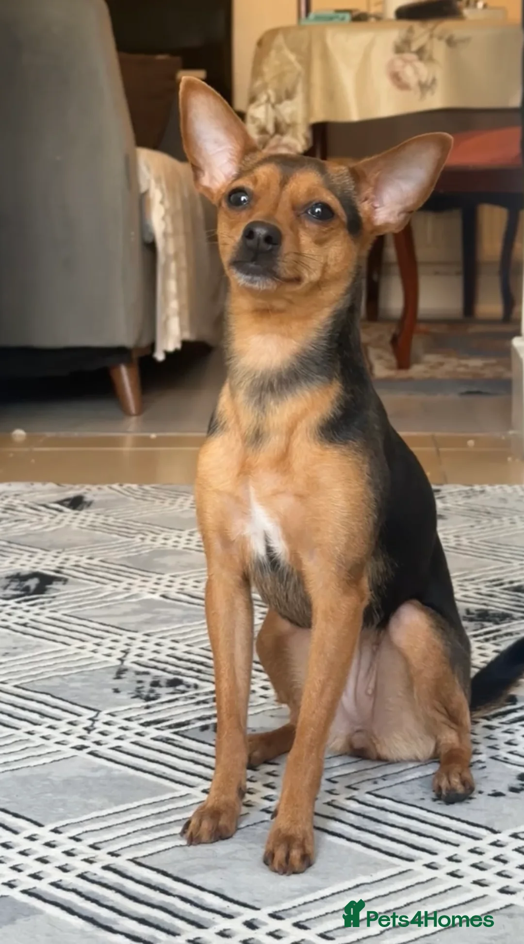 Mixed Breed dogs for sale: Stunning Miniature Pinscher x Chihuahua Puppy - Advert 2