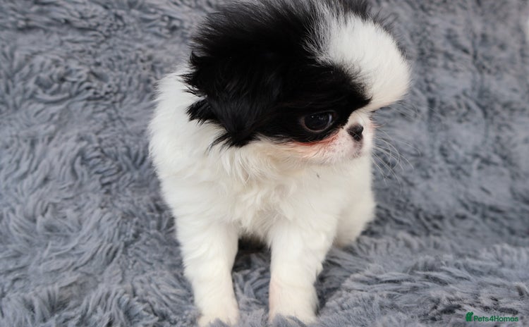 Japanese Chin dogs - Advert 1