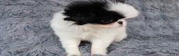 Japanese Chin dogs for sale: female - Advert 1