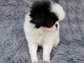 Japanese Chin dogs for sale: female - Advert 1