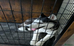 Siberian Husky dogs for sale: 21 Month old, Male Huskey £500. - Image 2