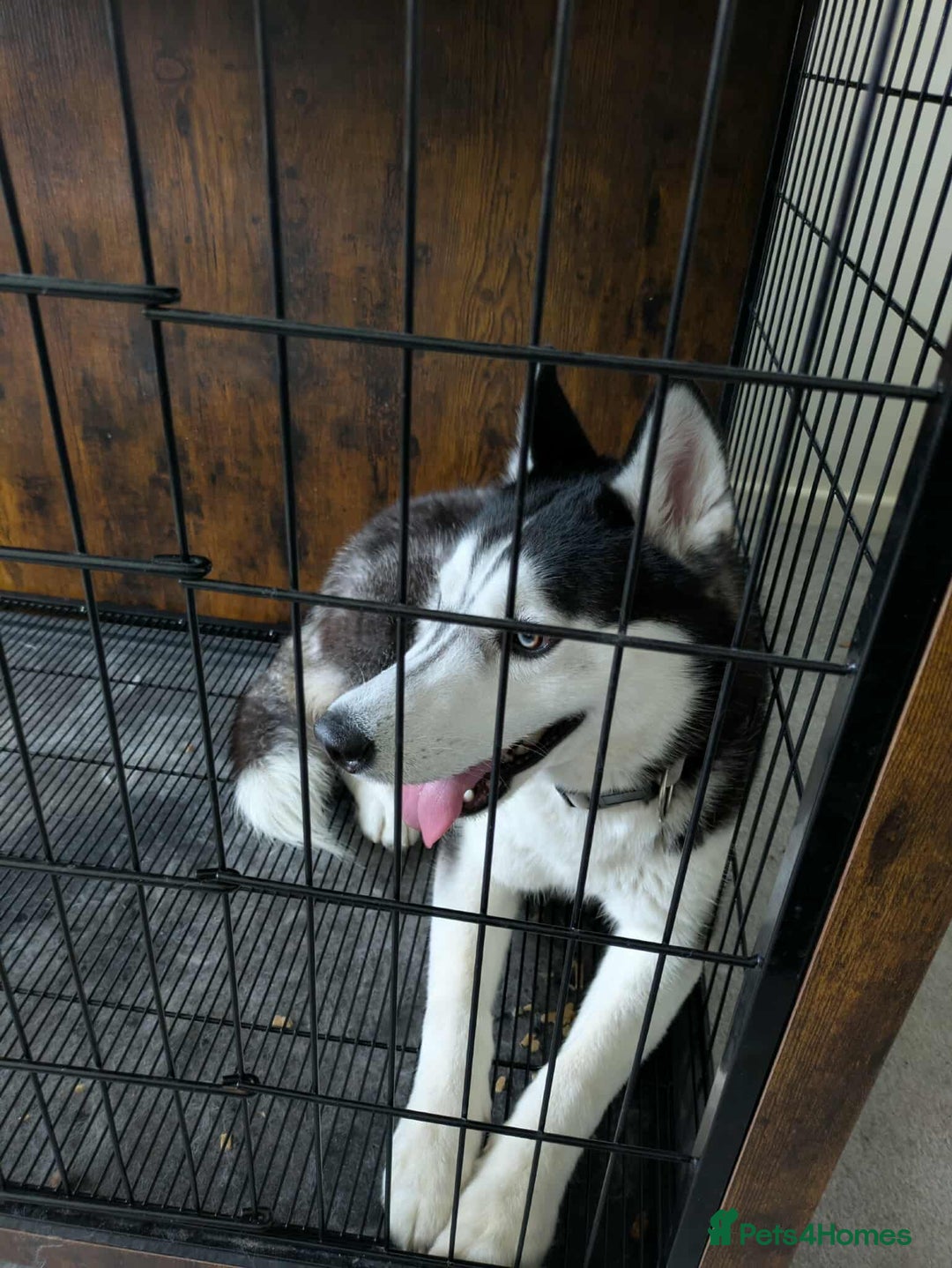 Siberian Husky dogs for sale: 21 Month old, Male Huskey £500. - Image 2