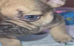 French Bulldog dogs for sale: Stunning French bulldog puppies 5 boys 2 girls  - Image 2