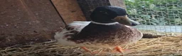 Ducks poultry for sale: Call duck hatching eggs butterscotch & white - Advert 2