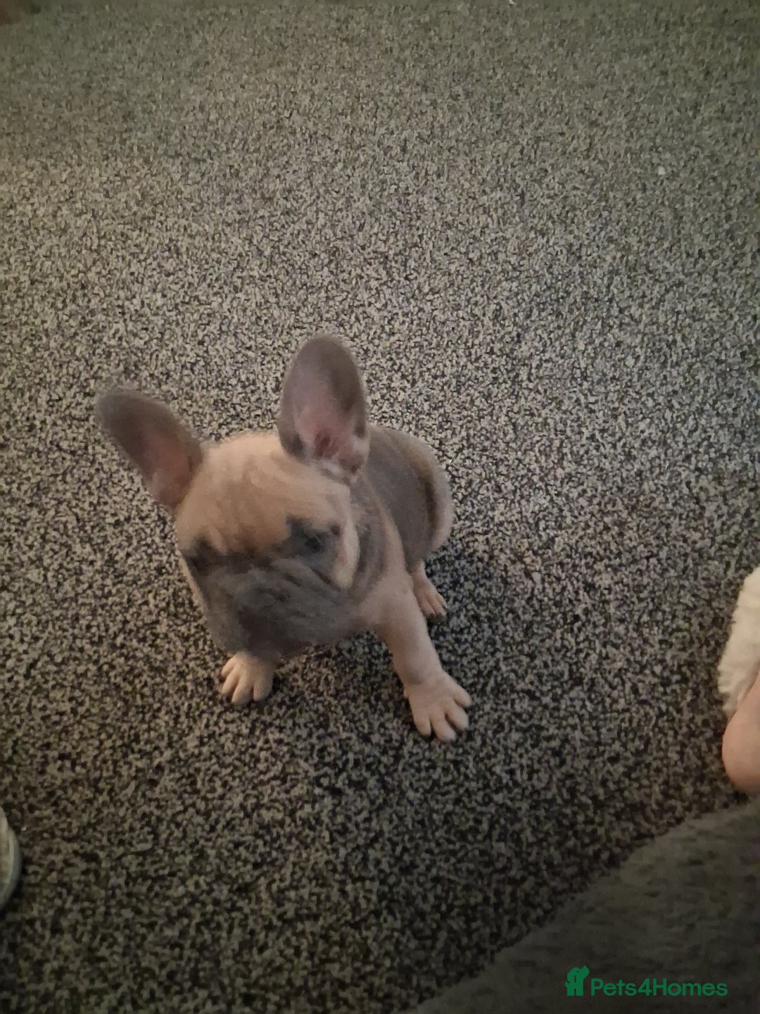 French Bulldog dogs for sale: French bulldogs - Advert 28