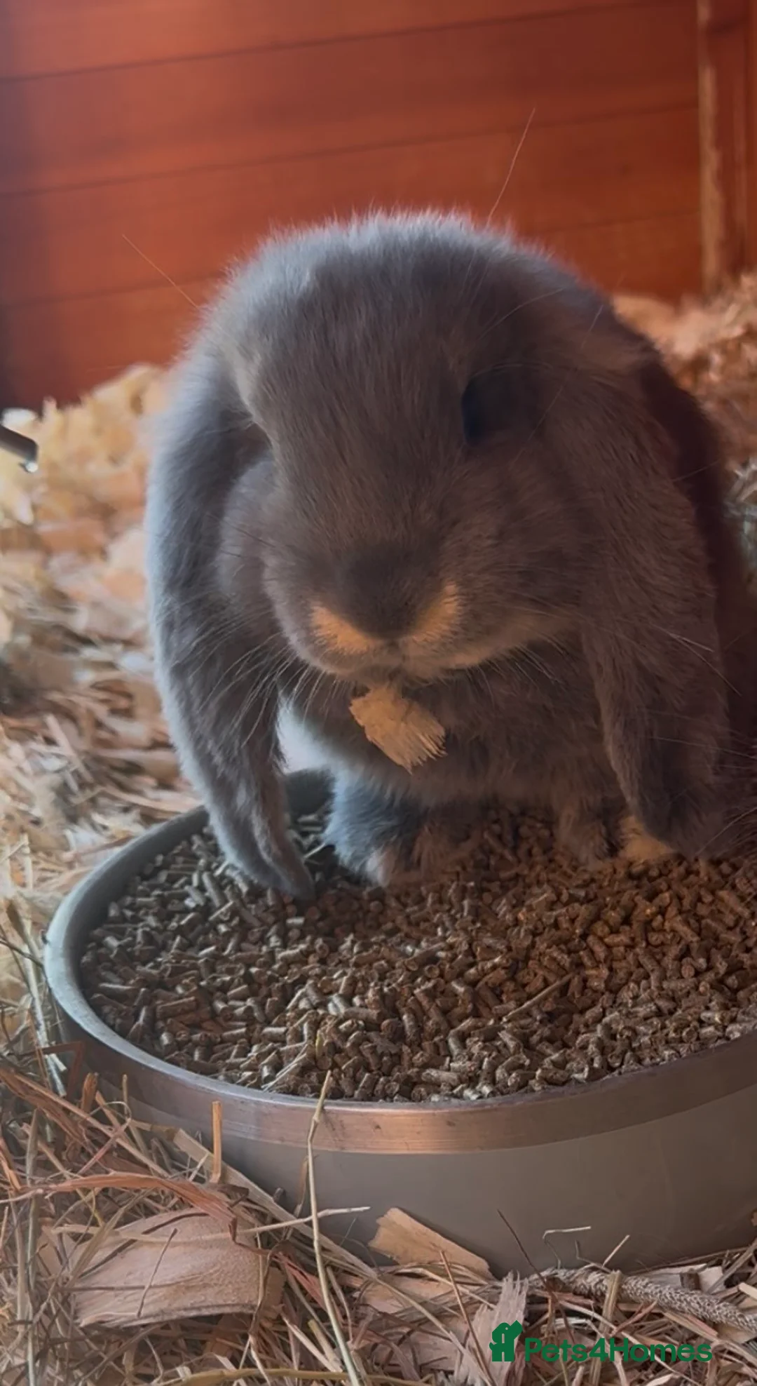 French Lop rabbits for sale: 1 Stunning French lop buck Ready Now.  - Advert 2